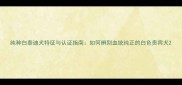纯种白泰迪犬特征与认证指南如何辨别血统纯正的白色贵宾犬