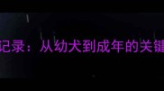 茶杯泰迪成长全记录从幼犬到成年的关键月龄与养护指南