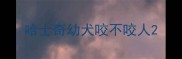 哈士奇幼犬咬不咬人