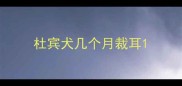 杜宾犬几个月裁耳