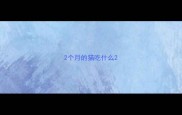 2个月的猫吃什么