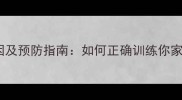 拉布拉多咬人原因及预防指南如何正确训练你家犬只安全社交