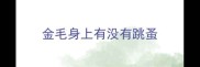金毛身上有没有跳蚤