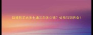 边境牧羊犬多七通三白多少钱价格与饲养全