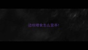 边牧喂食怎么营养