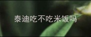 泰迪吃不吃米饭吗
