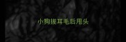 小狗拔耳毛后甩头