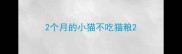 2个月的小猫不吃猫粮