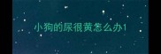 小狗的尿很黄怎么办