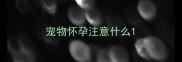 宠物怀孕注意什么
