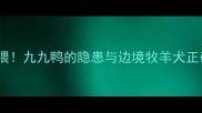 边牧不能乱喂九九鸭的隐患与边境牧羊犬正确喂养指南