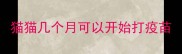 猫猫几个月可以开始打疫苗