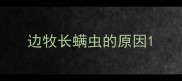 边牧长螨虫的原因