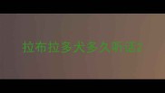 拉布拉多犬多久听话