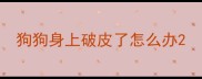 狗狗身上破皮了怎么办