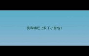 狗狗嘴巴上长了小脓包