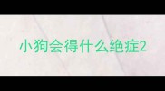 小狗会得什么绝症