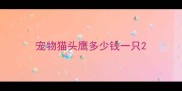 宠物猫头鹰多少钱一只