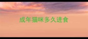 成年猫咪多久进食