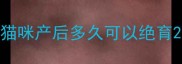 猫咪产后多久可以绝育