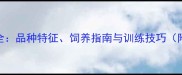 边境牧羊犬全品种特征饲养指南与训练技巧附高清图片