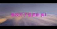 德牧打了疫苗吐食