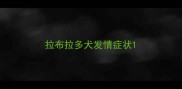 拉布拉多犬发情症状