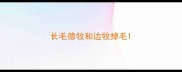 长毛德牧和边牧掉毛