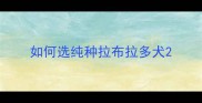如何选纯种拉布拉多犬