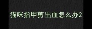 猫咪指甲剪出血怎么办