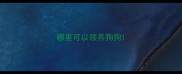哪里可以领养狗狗