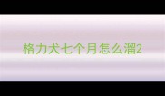 格力犬七个月怎么溜