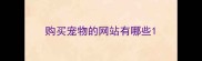 购买宠物的网站有哪些