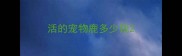 活的宠物鹿多少钱