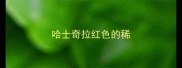 哈士奇拉红色的稀