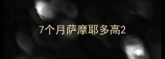 7个月萨摩耶多高