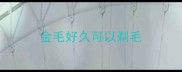 金毛好久可以剃毛