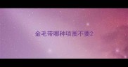 金毛带哪种项圈不要