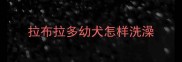 拉布拉多幼犬怎样洗澡