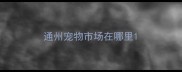 通州宠物市场在哪里