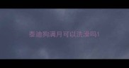 泰迪狗满月可以洗澡吗