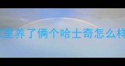 家里养了俩个哈士奇怎么样