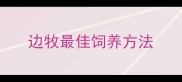 边牧最佳饲养方法