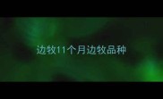 边牧11个月边牧品种