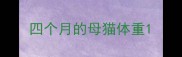 四个月的母猫体重