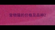 宠物猫的价格及品种
