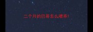 二个月的巴哥怎么喂养