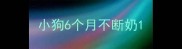 小狗6个月不断奶