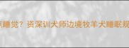 哈士奇晚上几点睡觉资深训犬师边境牧羊犬睡眠规律及饲养建议