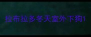 拉布拉多冬天室外下狗